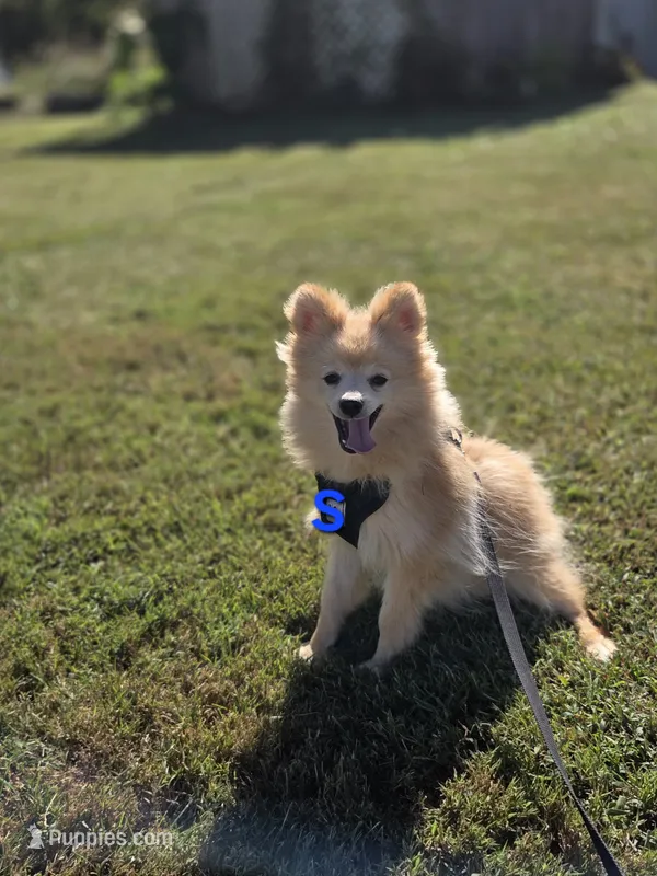Snickerdoodle – Pomeranian puppy for sale in Mohawk, TN
