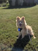 Snickerdoodle, a male Pomeranian for sale in Mohawk, TN – 1 of 10