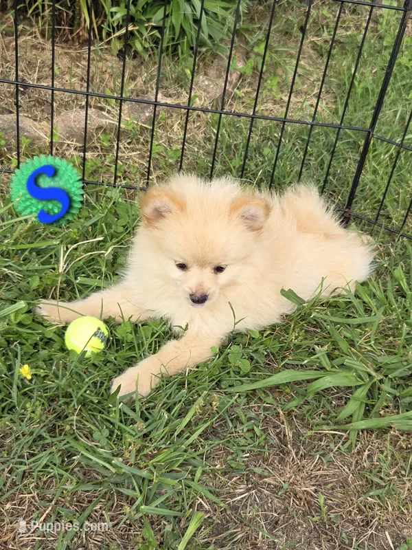 Snickerdoodle – Pomeranian puppy for sale in Greenville, TN