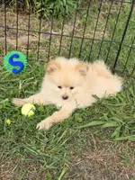 Snickerdoodle, a male Pomeranian for sale in Greenville, TN – 6 of 9