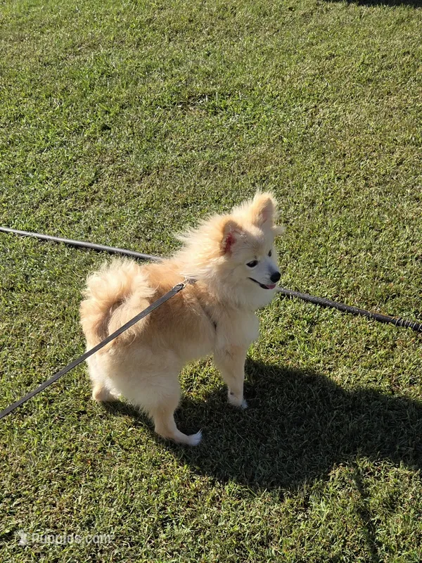 Monstro  – Pomeranian puppy for sale in Mohawk, TN