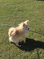 Monstro , a male Pomeranian for sale in Mohawk, TN – 1 of 10