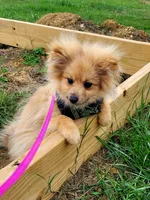 BUCKMIESTER (nick name Buck), a male Pomeranian for sale in Greenville, TN – Photo 2 of 10