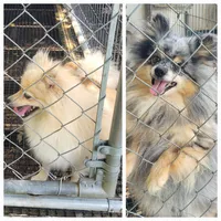 BUCKMIESTER (nick name Buck), a male Pomeranian for sale in Greenville, TN – Photo 10 of 10