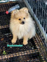 BUCKMIESTER (nick name Buck), a male Pomeranian for sale in Greenville, TN – Photo 5 of 10