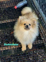 BUCKMIESTER (nick name Buck), a male Pomeranian for sale in Greenville, TN – Photo 6 of 10