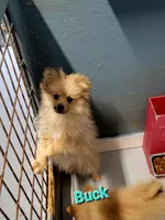BUCKMIESTER (nick name Buck), a male Pomeranian for sale in Greenville, TN – Photo 7 of 10