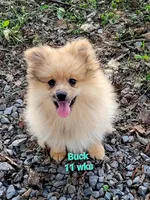 BUCKMIESTER (nick name Buck), a male Pomeranian for sale in Greenville, TN – Photo 8 of 10