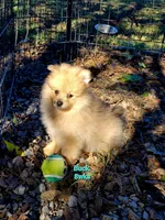 BUCKMIESTER (nick name Buck), a male Pomeranian for sale in Greenville, TN – Photo 9 of 10