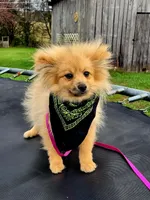 BUCKMIESTER (nick name Buck), a male Pomeranian for sale in Greenville, TN – Photo 4 of 10