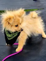 BUCKMIESTER (nick name Buck), a male Pomeranian for sale in Greenville, TN – Photo 3 of 10