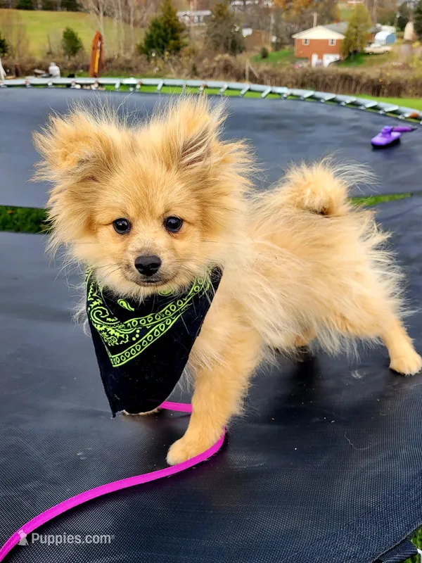 BUCKMIESTER (nick name Buck), a male Pomeranian for sale in Greenville, TN – Photo 1 of 10