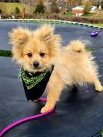 BUCKMIESTER (nick name Buck), a male Pomeranian for sale in Greenville, TN – Photo 1 of 10