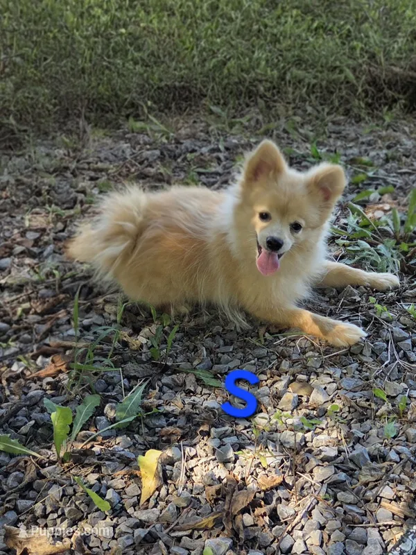 Snickerdoodle – Pomeranian puppy for sale in Mohawk, TN