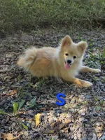Snickerdoodle, a male Pomeranian for sale in Mohawk, TN – 7 of 10