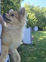 Teddy , a male Pomeranian for sale in Mohawk, TN – 6 of 9