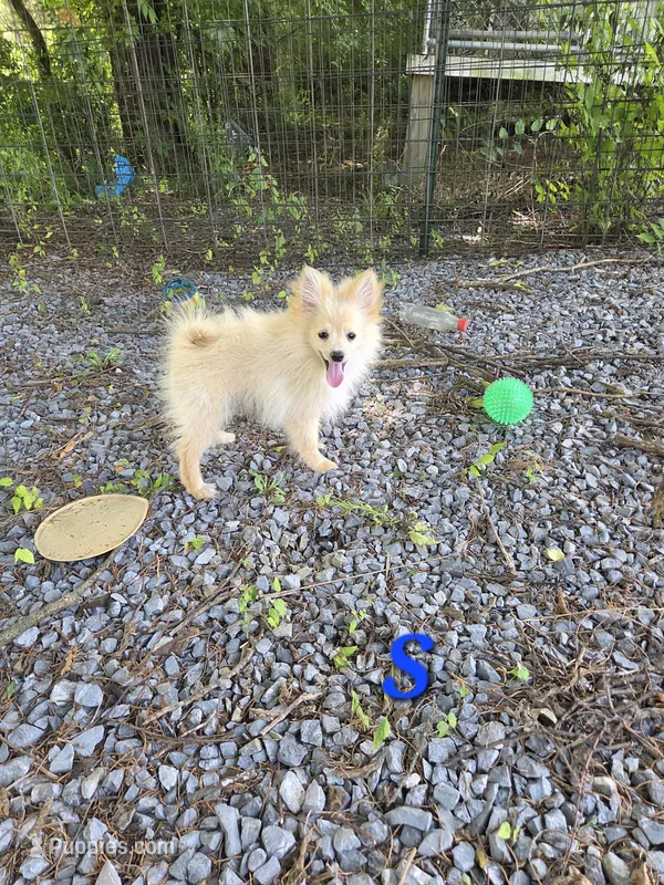 Snickerdoodle – Pomeranian puppy for sale in Greenville, TN