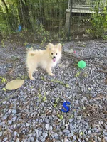 Snickerdoodle, a male Pomeranian for sale in Greenville, TN – 5 of 8
