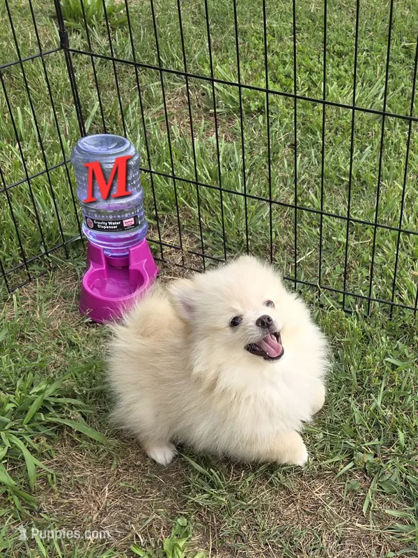 Monstro  – Pomeranian puppy for sale in Greenville, TN