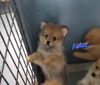 ASTER, a male Pomeranian for sale in Greenville, TN – Photo 9 of 10