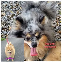 ASTER, a male Pomeranian for sale in Greenville, TN – Photo 10 of 10