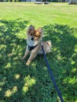 ASTER, a male Pomeranian for sale in Greenville, TN – Photo 2 of 10