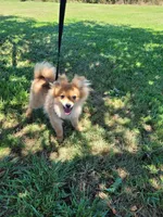 ASTER, a male Pomeranian for sale in Greenville, TN – Photo 5 of 10