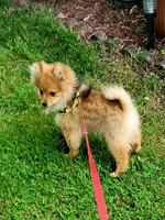 ASTER, a male Pomeranian for sale in Greenville, TN – Photo 4 of 10