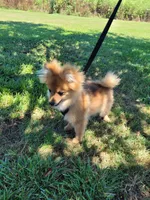 ASTER, a male Pomeranian for sale in Greenville, TN – Photo 3 of 10