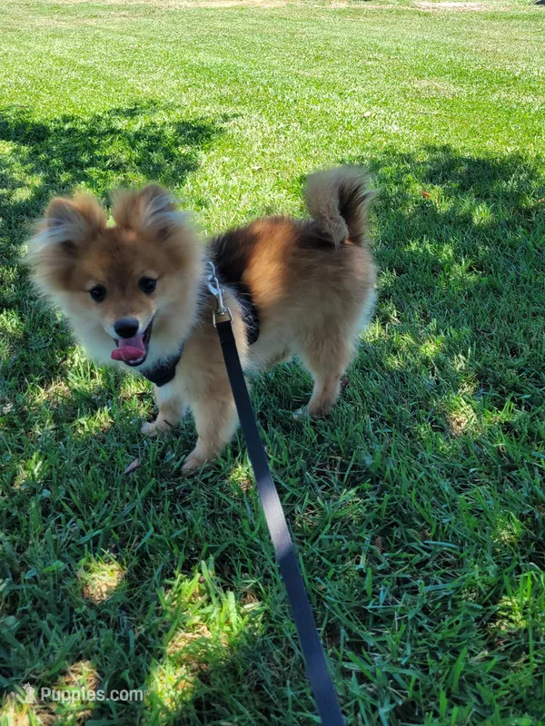 ASTER, a male Pomeranian for sale in Greenville, TN – Photo 1 of 10