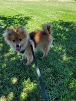 ASTER, a male Pomeranian for sale in Greenville, TN – Photo 1 of 10