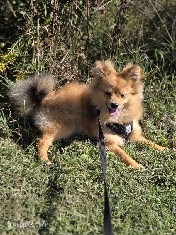 Teddy  – Pomeranian puppy for sale in Mohawk, TN