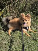 Teddy , a male Pomeranian for sale in Mohawk, TN – 1 of 9
