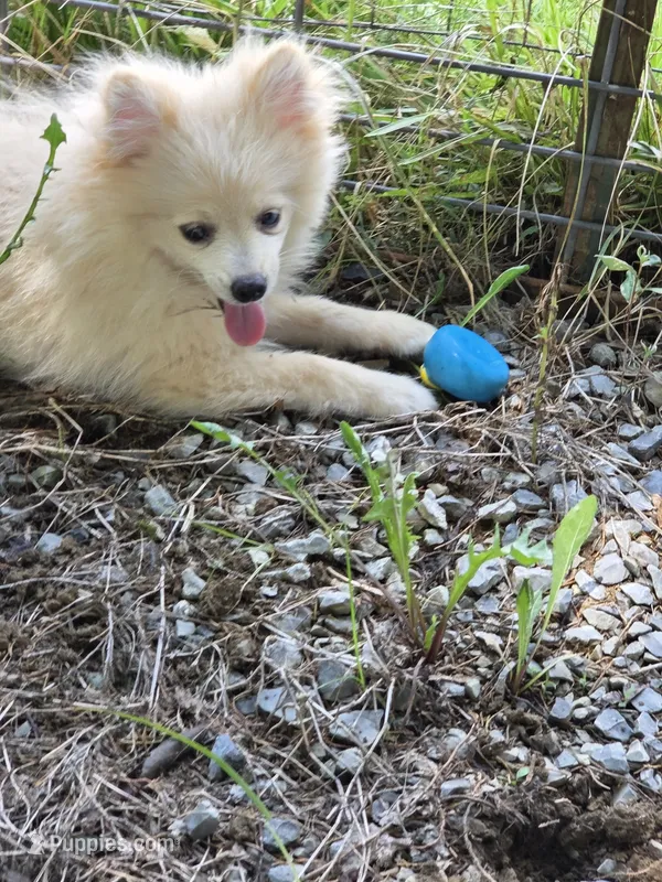 Monstro  – Pomeranian puppy for sale in Greenville, TN