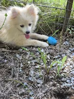 Monstro , a male Pomeranian for sale in Greenville, TN – 1 of 10