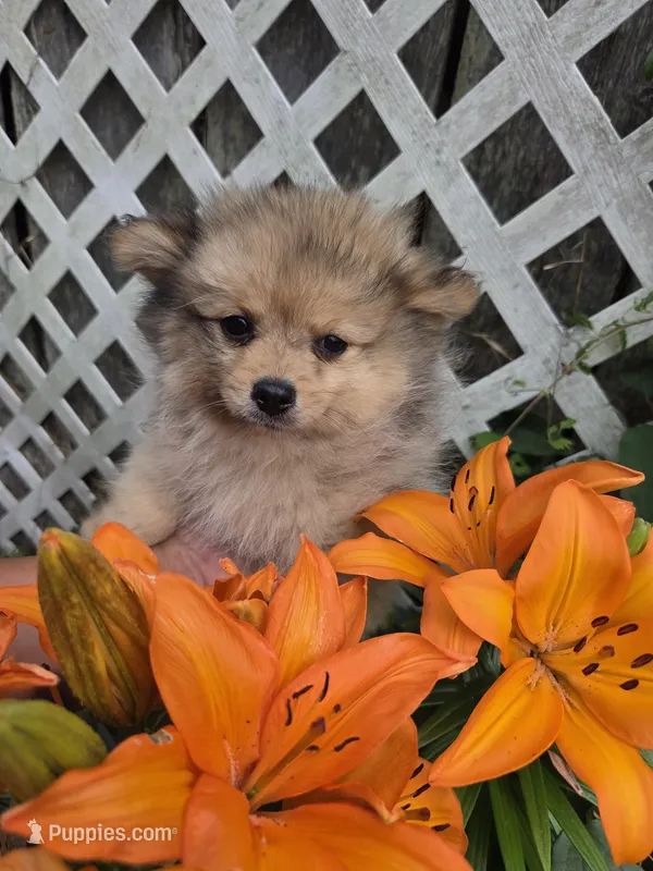 Teddy  – Pomeranian puppy for sale in Greenville, TN