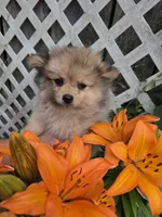 Teddy , a male Pomeranian for sale in Greenville, TN – 8 of 10