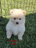 Monstro , a male Pomeranian for sale in Greenville, TN – 3 of 9