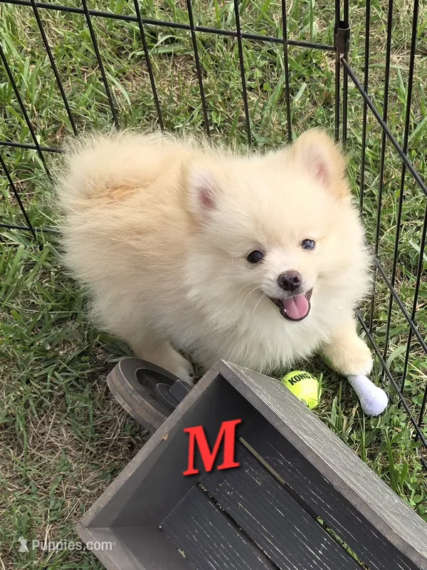 Monstro  – Pomeranian puppy for sale in Greenville, TN