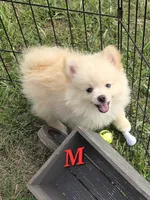 Monstro , a male Pomeranian for sale in Greenville, TN – 5 of 8