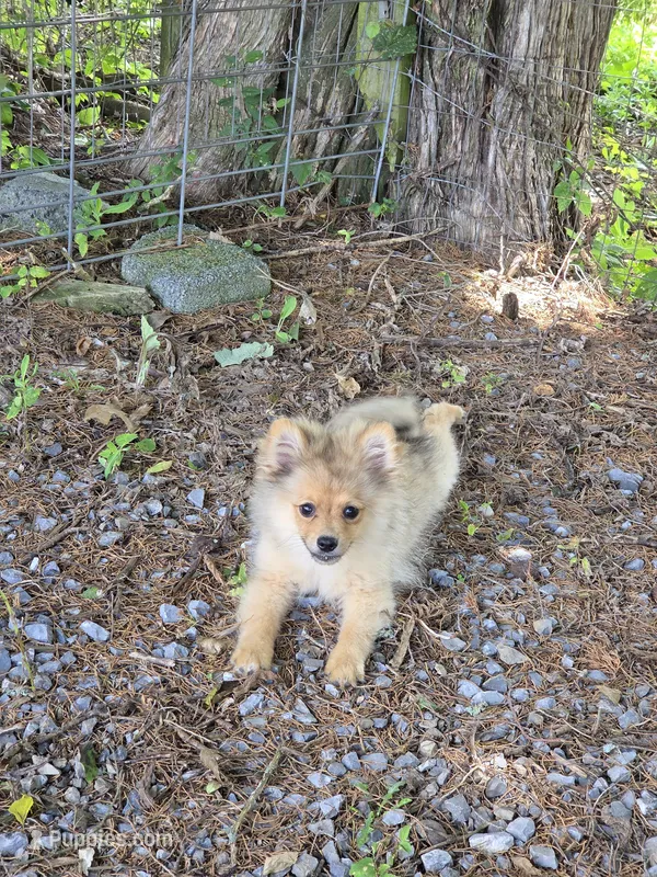 Teddy  – Pomeranian puppy for sale in Greenville, TN