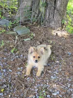 Teddy , a male Pomeranian for sale in Greenville, TN – 2 of 10