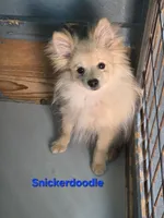 Snickerdoodle, a male Pomeranian for sale in Greenville, TN – 3 of 8