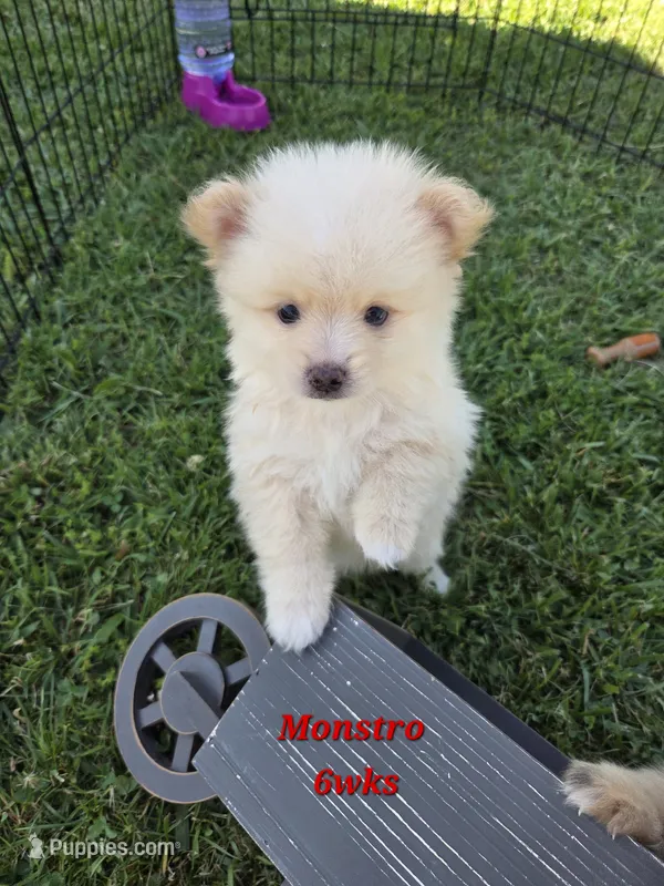 Monstro  – Pomeranian puppy for sale in Greenville, TN