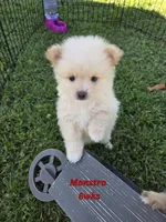 Monstro , a male Pomeranian for sale in Greenville, TN – 2 of 9