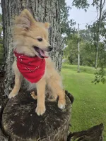 Snickerdoodle, a male Pomeranian for sale in Mohawk, TN – 3 of 9
