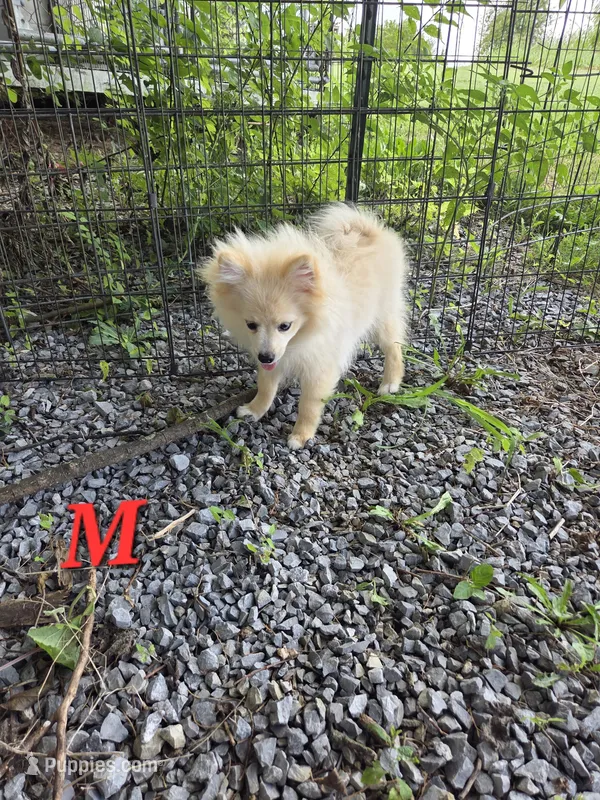 Monstro  – Pomeranian puppy for sale in Greenville, TN