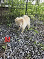 Monstro , a male Pomeranian for sale in Greenville, TN – 4 of 10