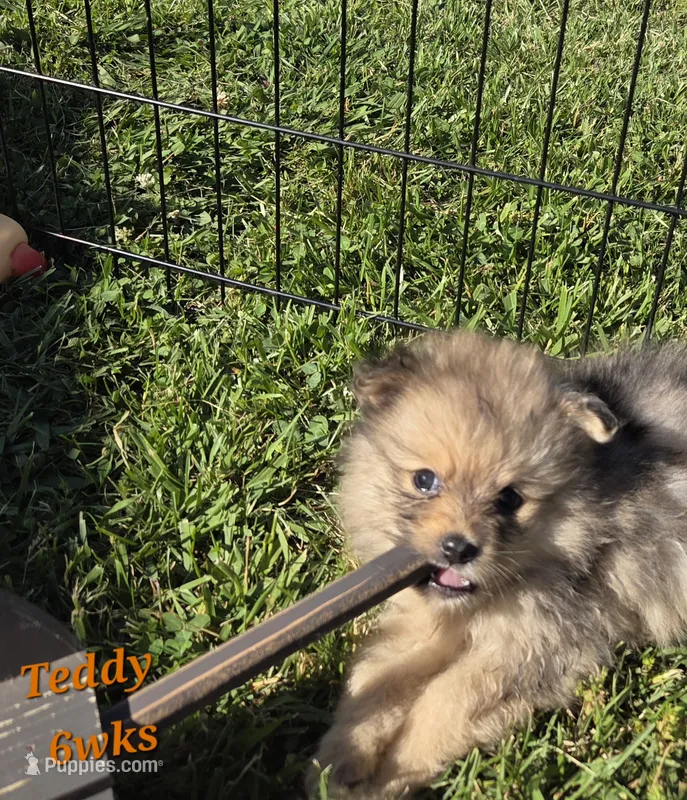 Teddy  – Pomeranian puppy for sale in Greenville, TN