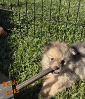 Teddy , a male Pomeranian for sale in Greenville, TN – 2 of 6